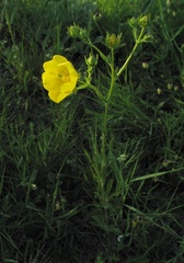 Potentilla hirta