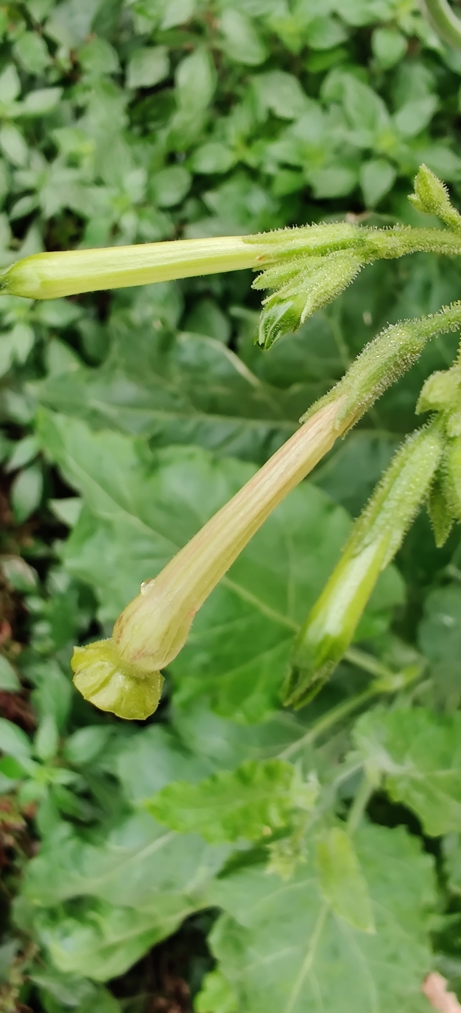 Nicotiana paniculata