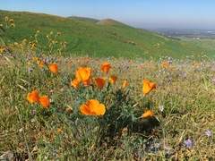 Eschscholzia californica