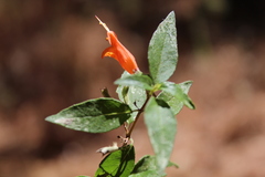 Clinopodium macrostemum