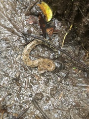 Bothrocophias microphthalmus