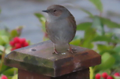 Prunella modularis occidentalis