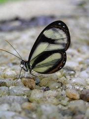 Ithomia salapia