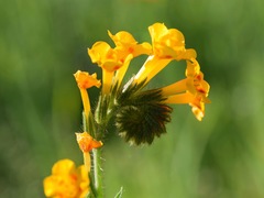 Amsinckia eastwoodiae