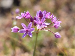 Allium hyalinum