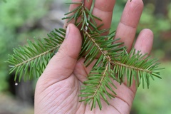 Abies nephrolepis
