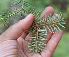 Abies nephrolepis