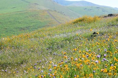 Amsinckia eastwoodiae