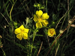 Potentilla hirta