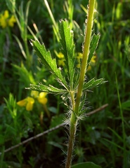 Potentilla hirta