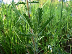 Potentilla hirta