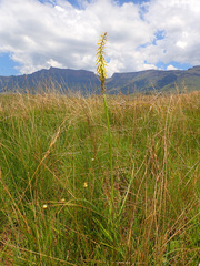 Kniphofia angustifolia