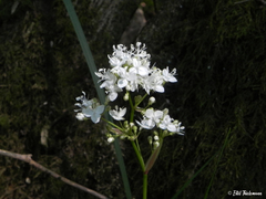 Libertia tricocca
