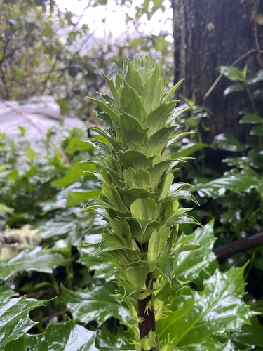 Acanthus image