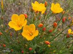 Linum macraei