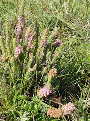Erica alopecurus