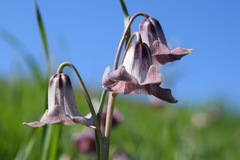 Fritillaria striata
