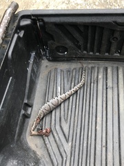 Bothrocophias microphthalmus