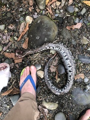 Bothrocophias microphthalmus