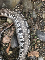 Bothrocophias microphthalmus