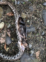 Bothrocophias microphthalmus