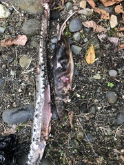 Bothrocophias microphthalmus