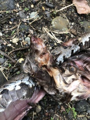 Bothrocophias microphthalmus