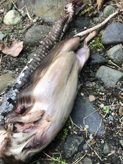 Bothrocophias microphthalmus