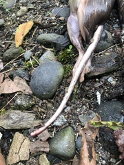 Bothrocophias microphthalmus