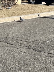 Columba livia domestica