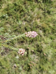 Erica alopecurus