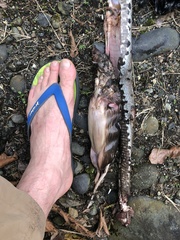 Bothrocophias microphthalmus