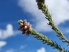 Erica alopecurus