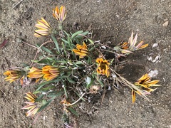Gazania linearis