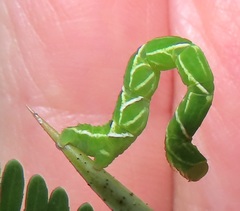 Traminda ocellata