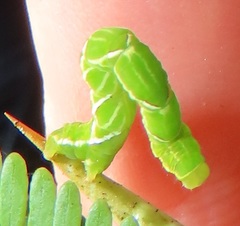 Traminda ocellata