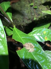 Pristimantis diadematus