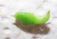 Traminda ocellata