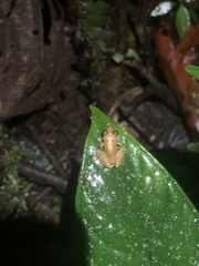 Pristimantis altamnis