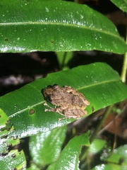 Pristimantis altamazonicus