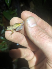 Pristimantis altamazonicus