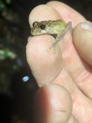 Pristimantis altamazonicus