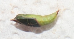 Traminda ocellata