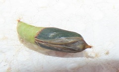 Traminda ocellata