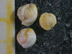Quinqueloculina pseudobuchiana