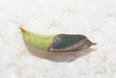 Traminda ocellata