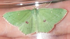 Traminda ocellata