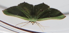 Traminda ocellata
