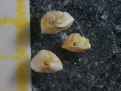 Quinqueloculina pseudobuchiana