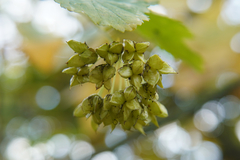 Physocarpus opulifolius